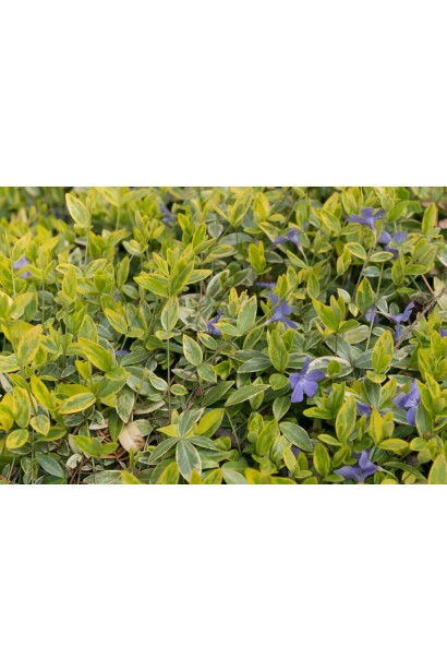 Vinca Aureovariegata у ланшафті
